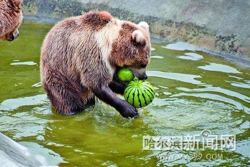 动物园吃瓜动物