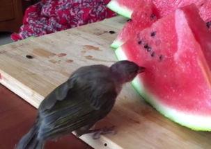 吃瓜小鸟视频教学,趣味教学新方式