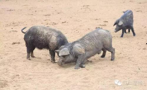 老猪吃瓜腮红,揭秘网红美妆新宠