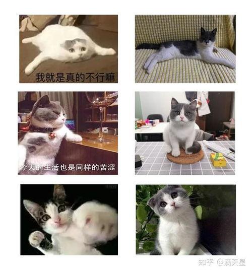 吃瓜白猫表情包,萌态可掬，笑点满满