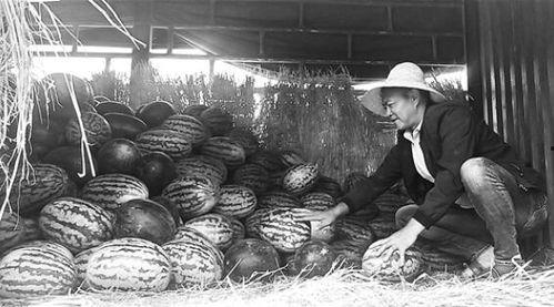 瓦窑吃瓜群众事件视频,一场网络舆论的风暴与反思