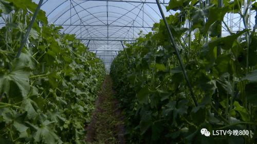 西昌吃瓜群众,吃瓜群众的热议焦点