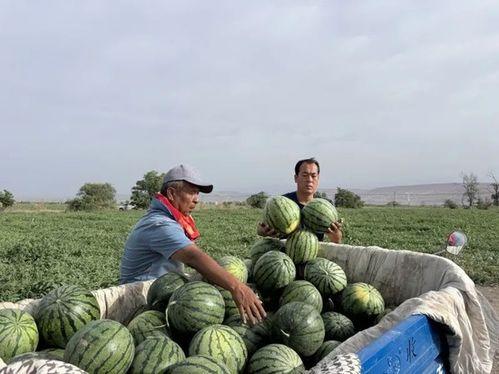 吃瓜朝圣,探寻“吃瓜朝圣”背后的文化现象与时代印记