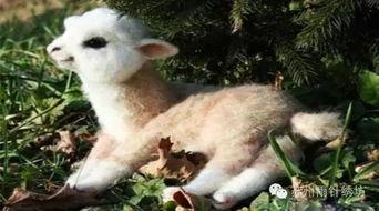 青草吃瓜羊,探寻草原牧民与自然和谐共生的智慧